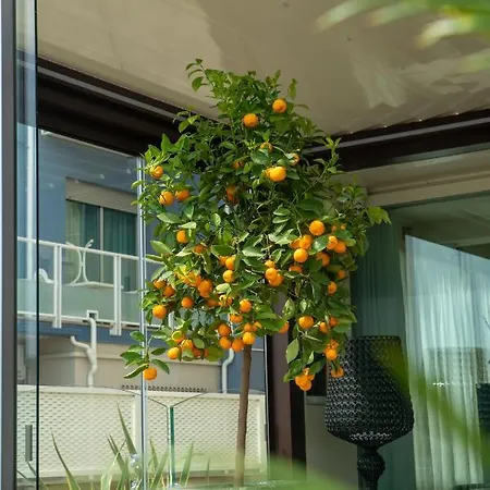 מלון Orchidea קרביה